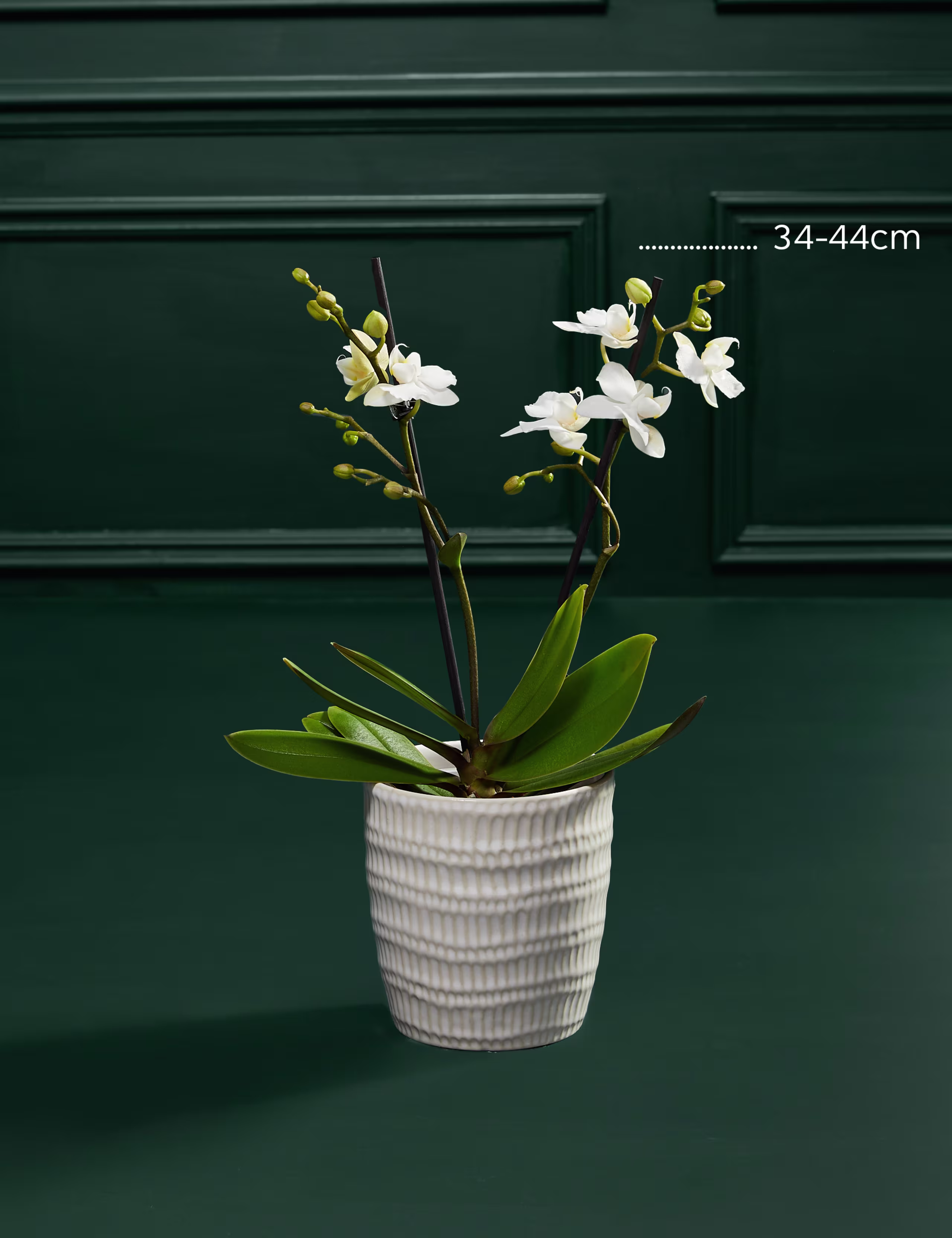 Mini Beyaz Orkide - Hover